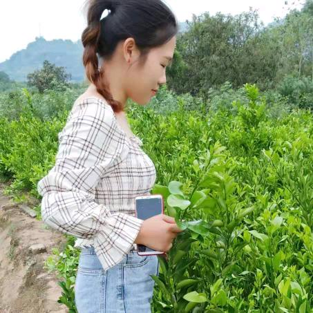 小马果苗