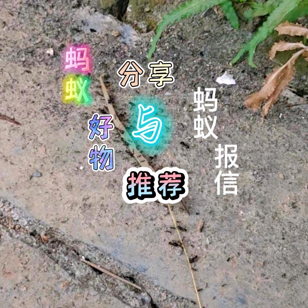 蚂蚁老六