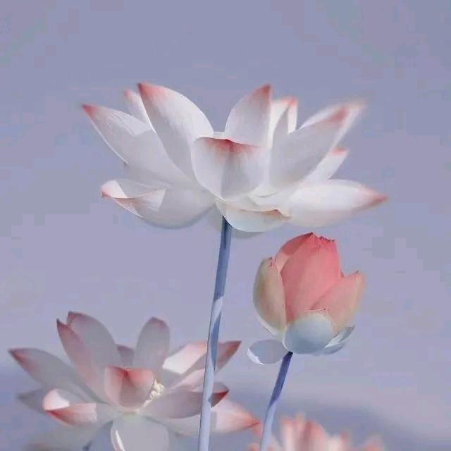 知足常乐LJ