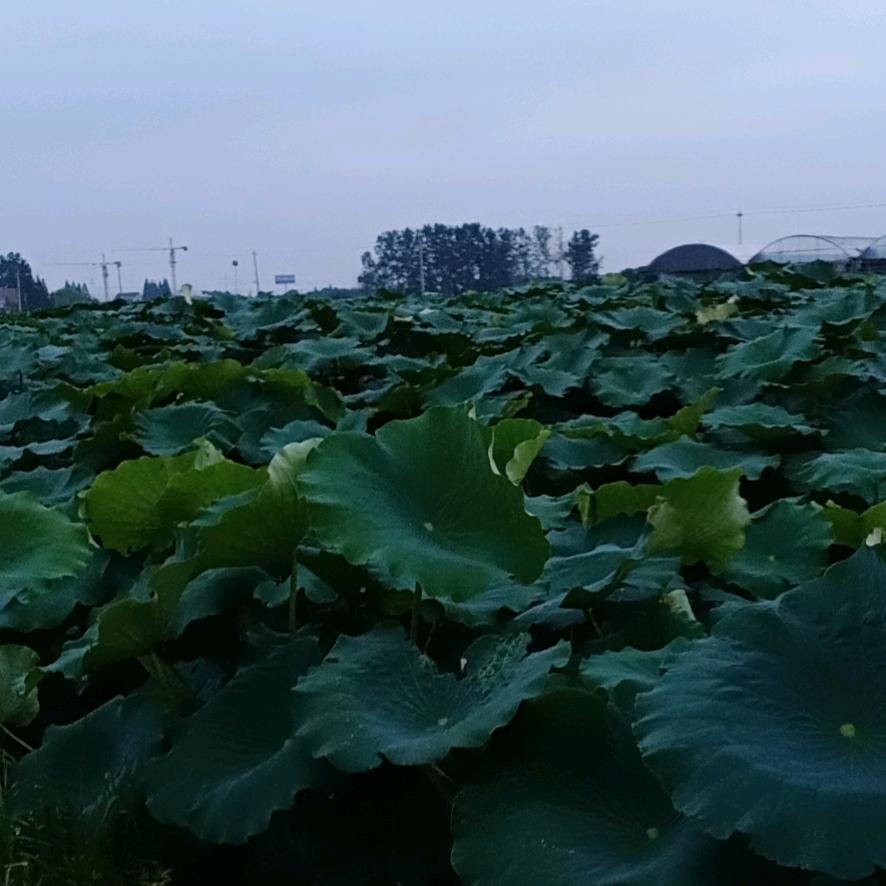 林妹