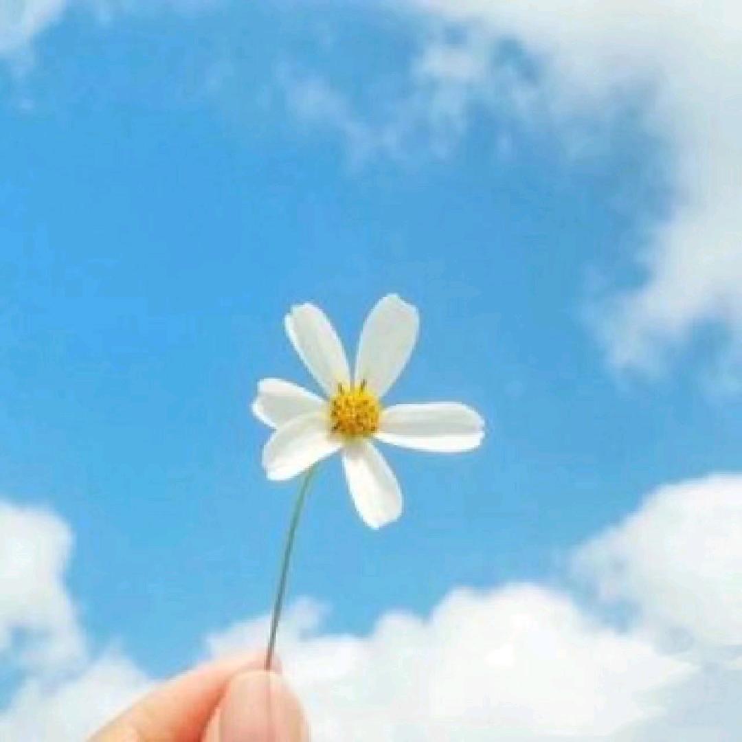 白茶小姐姐
