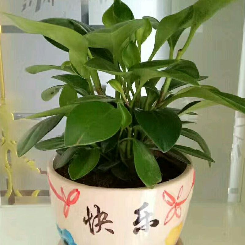 柠檬
