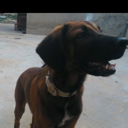 愿得一人心15988