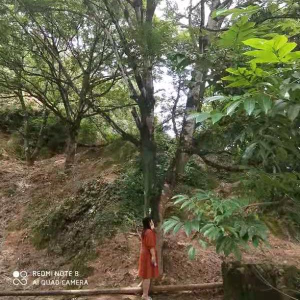 东兴门花配件！a萍