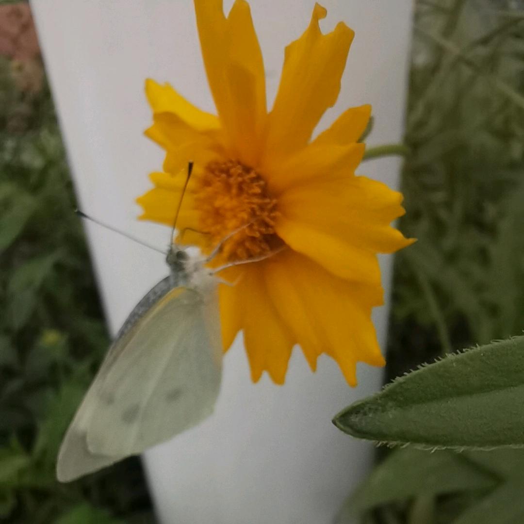让它发生❤️好物分享🌹🌹🌹