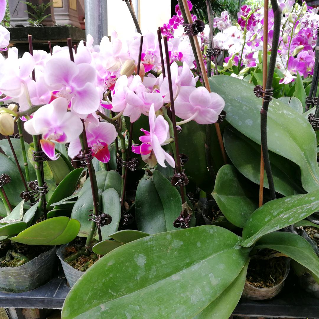 花花世界SU