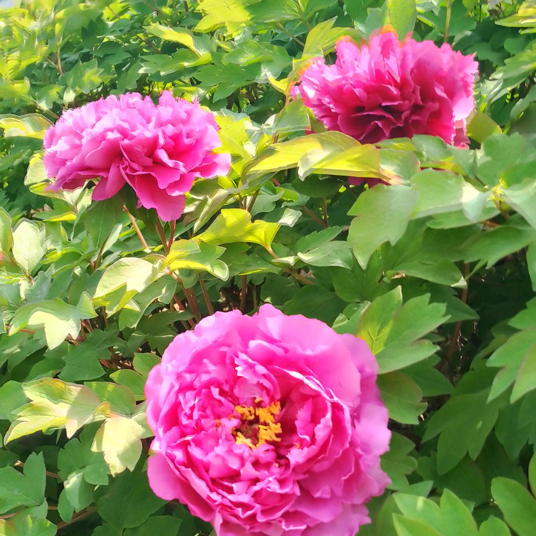 花开富贵001