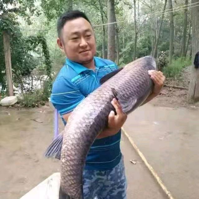 大凯