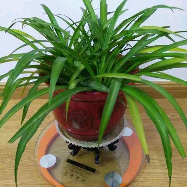 年年666
