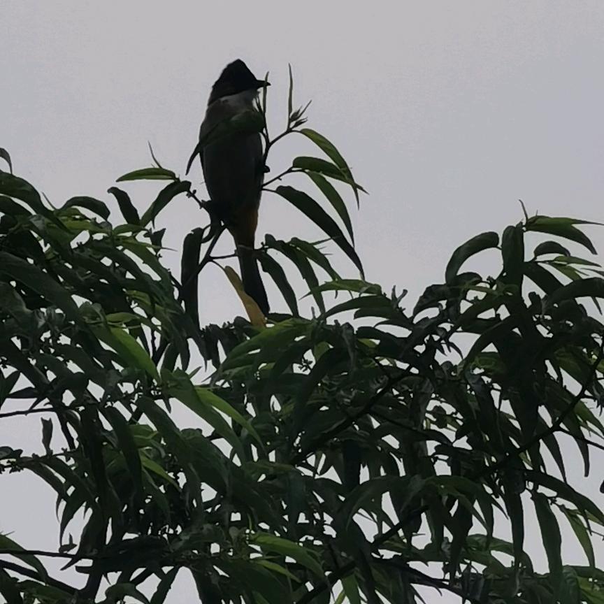 猎人：峨边彝族自治县沙坪镇。