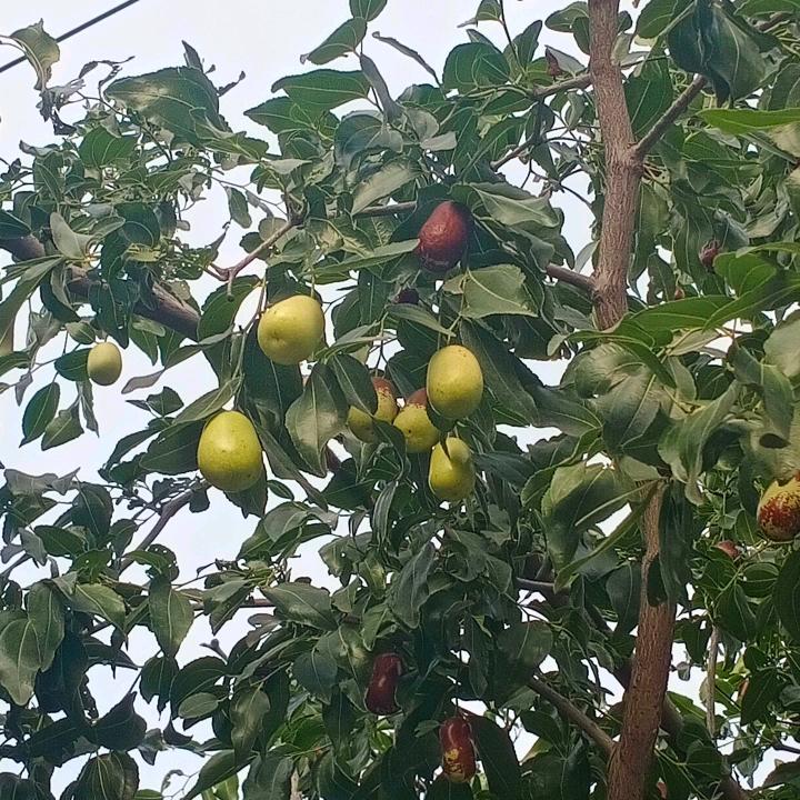 湖北孝感抹灰队伍，左