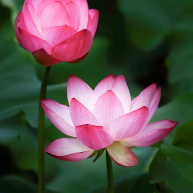 人间富贵花