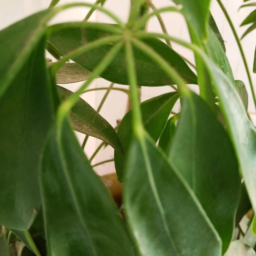 陈永兰