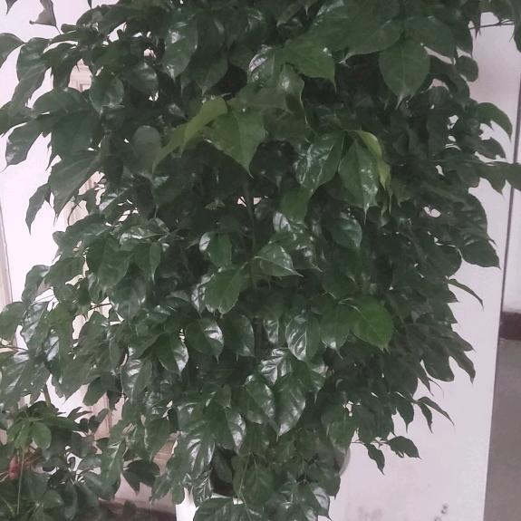 丰县大黄蜂驾校