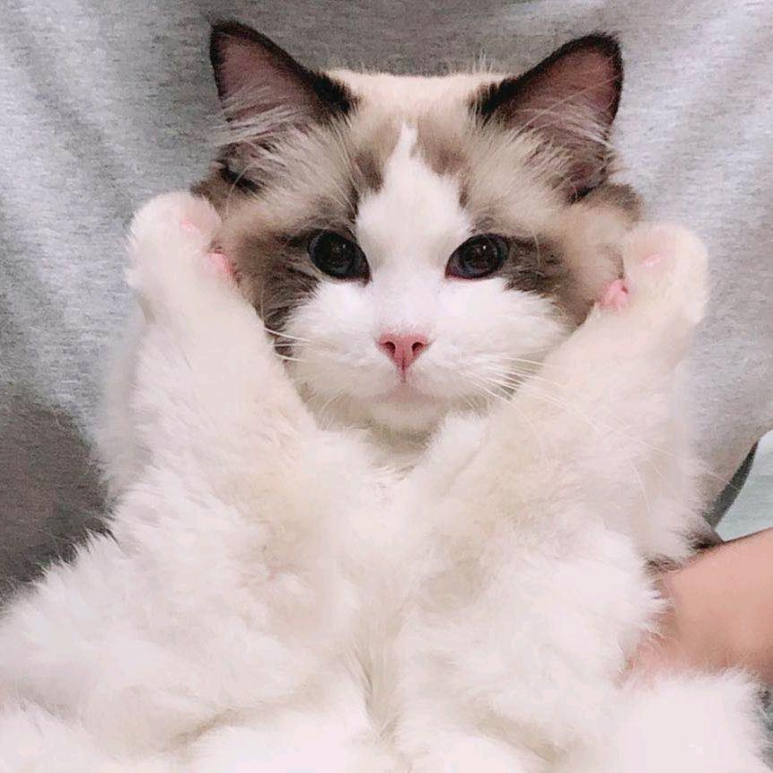 酸菜鱼