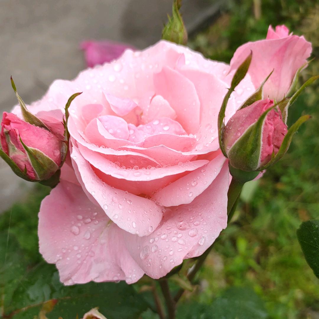 芳芳姐