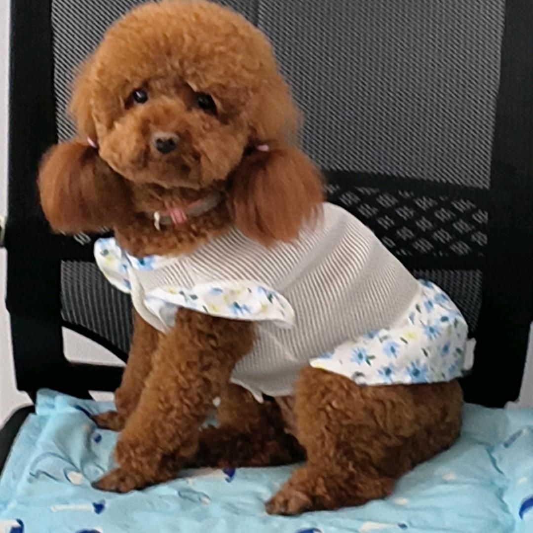 家有泰迪小公主👸🏻