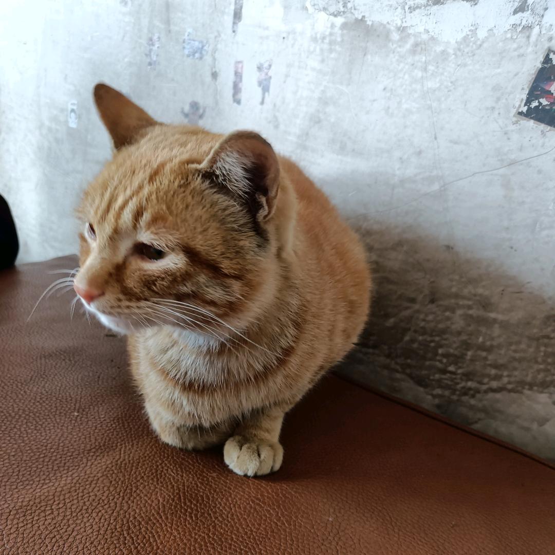 小太阳