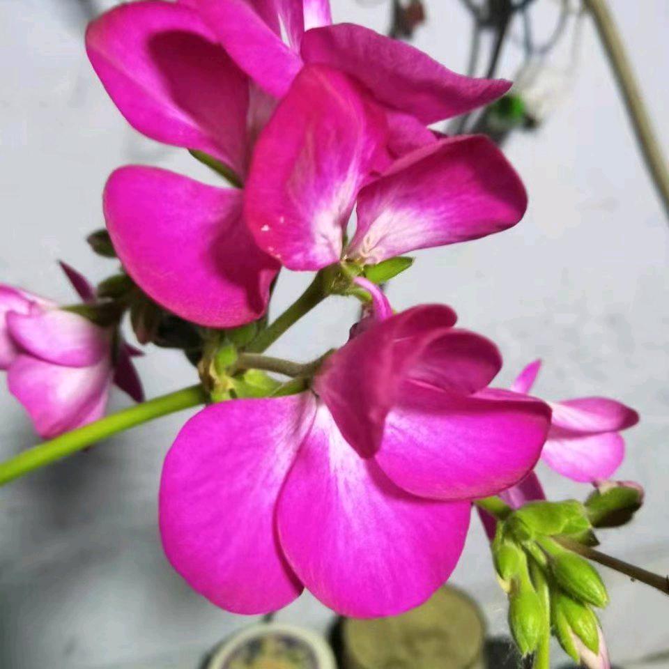 李三姐