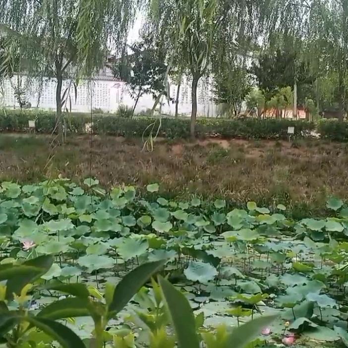 我米多多