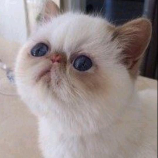 梦若初夏路必远，心门枷锁朽余弦