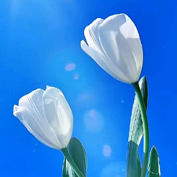 芳芳正能量