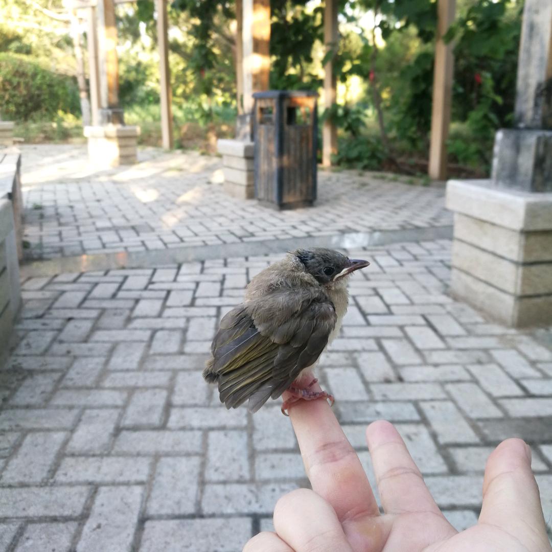 鸿倌儿