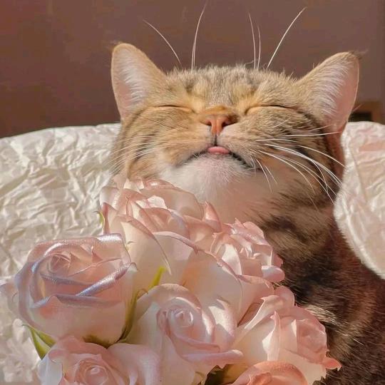 猩猩%