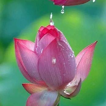心若莲花(素食者)
