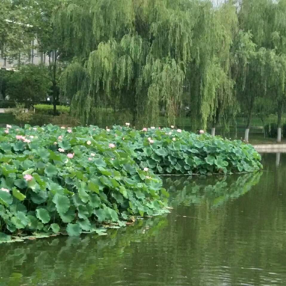 景姐