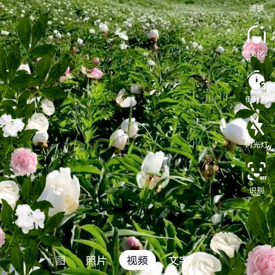 美好的未来