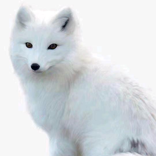 东北姑娘🌸感恩遇见