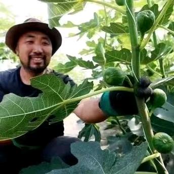 大胡子无花果种植农场官方号
