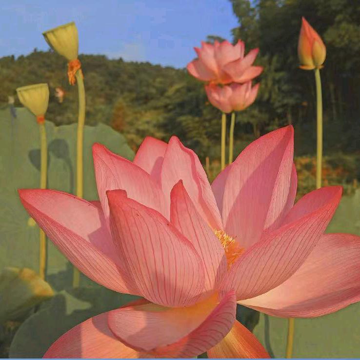 用户263141，，，快🌹乐🌷