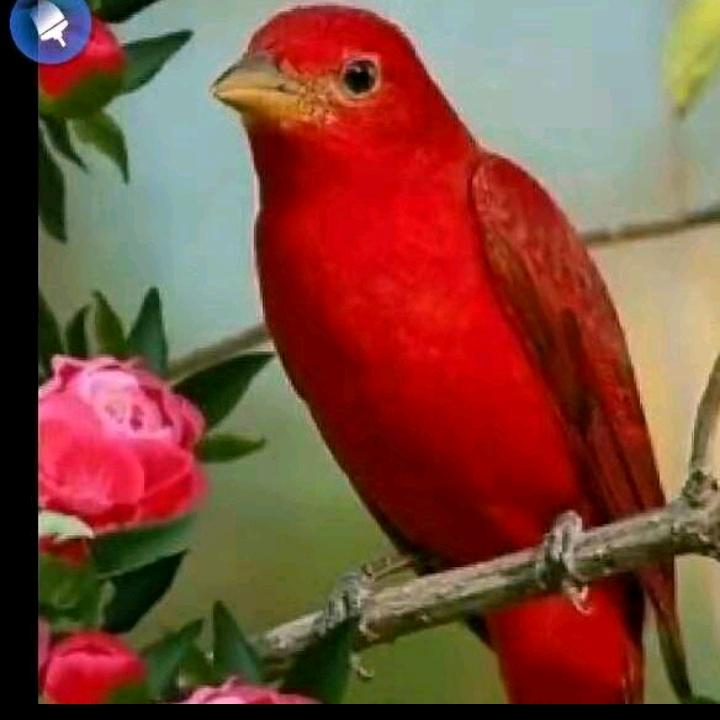 🌴🌹喜神羊羊🌹🌹