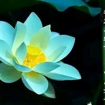 红红