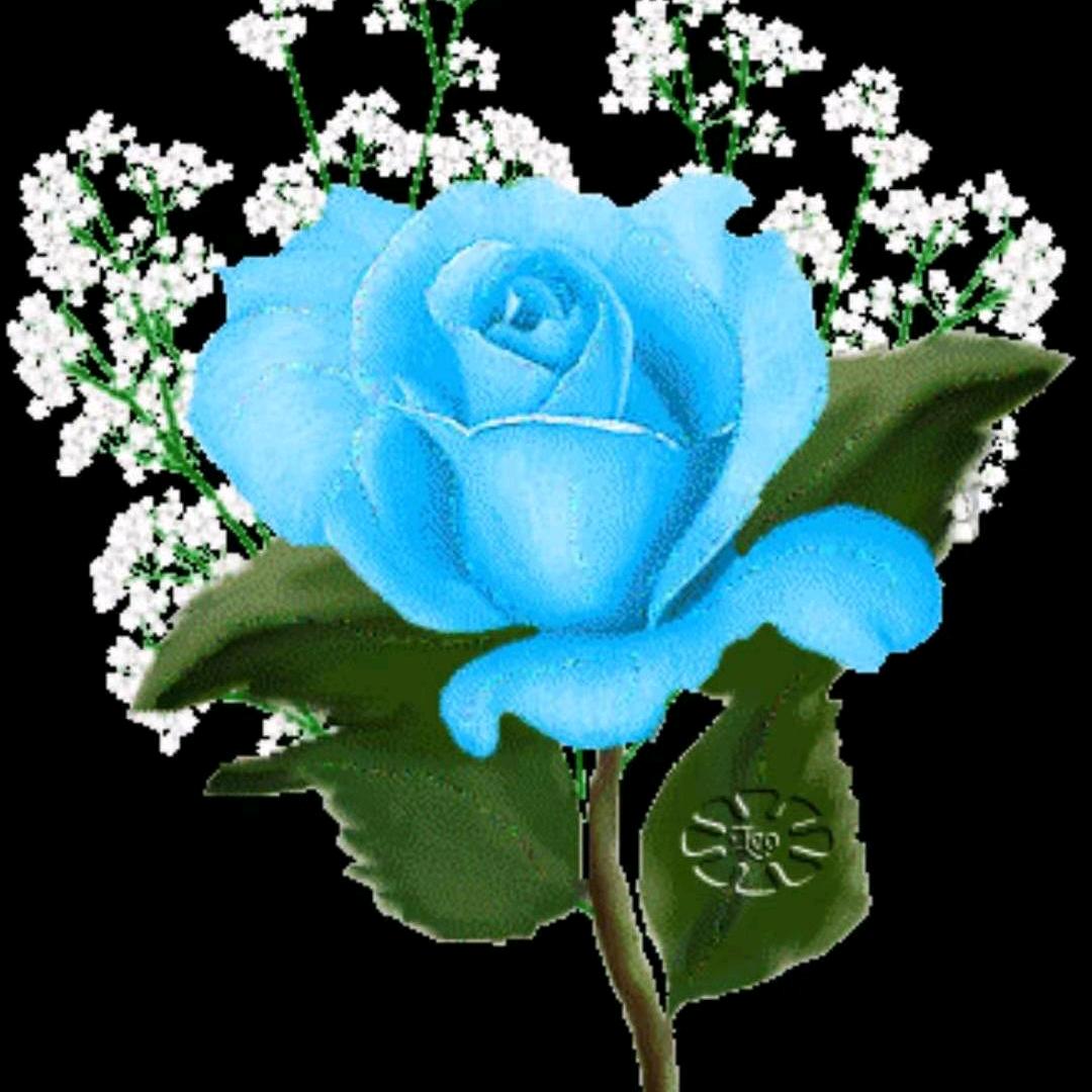 冰雪尔🌹🌹🌹