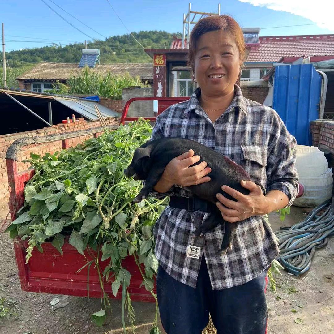 围场县张二丫黑土猪