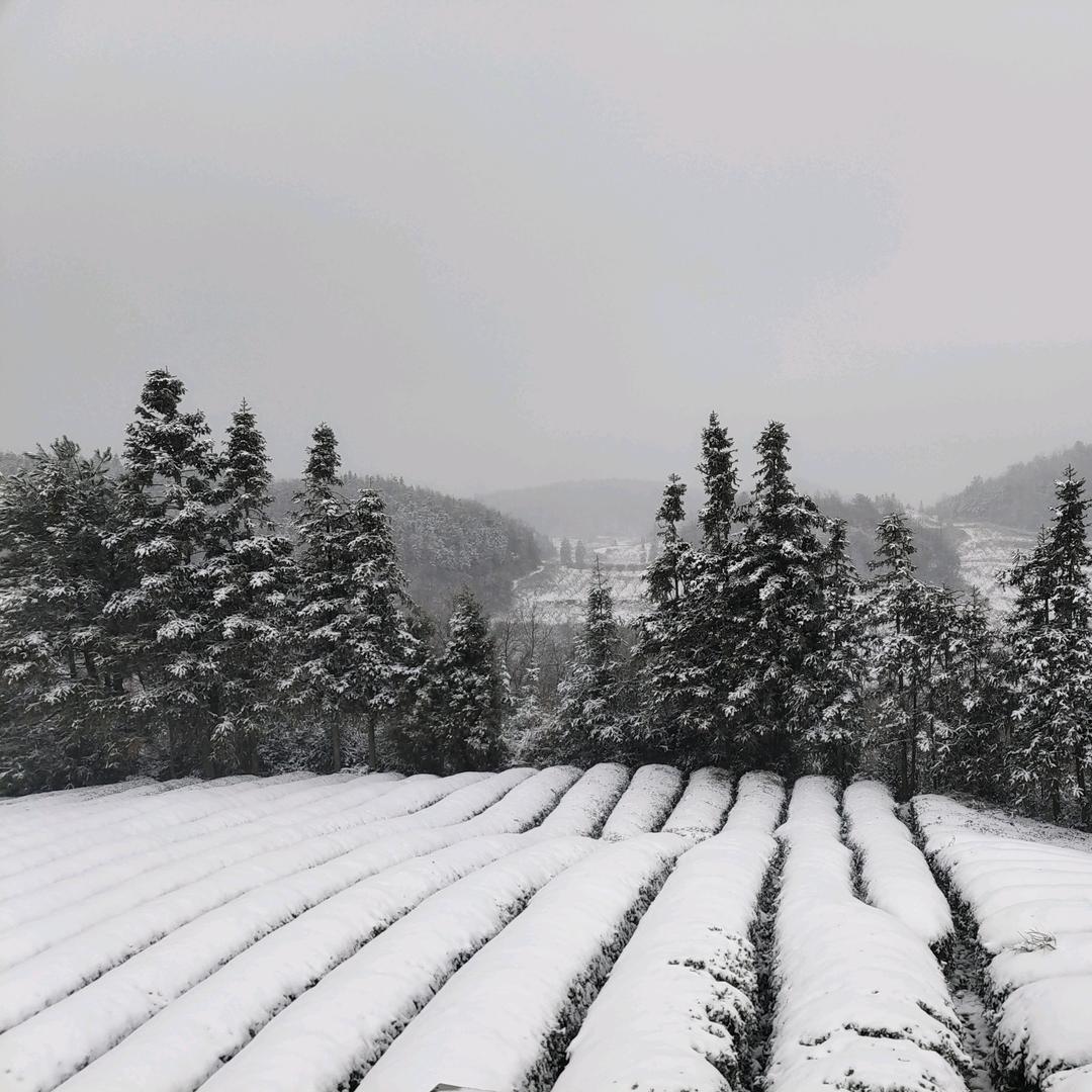 贵州春龙茶业有限公司