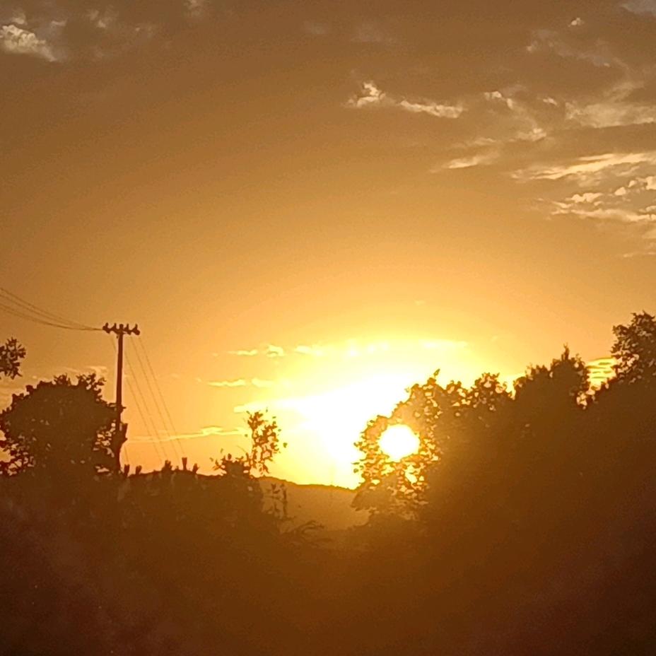 散步在梧桐树下