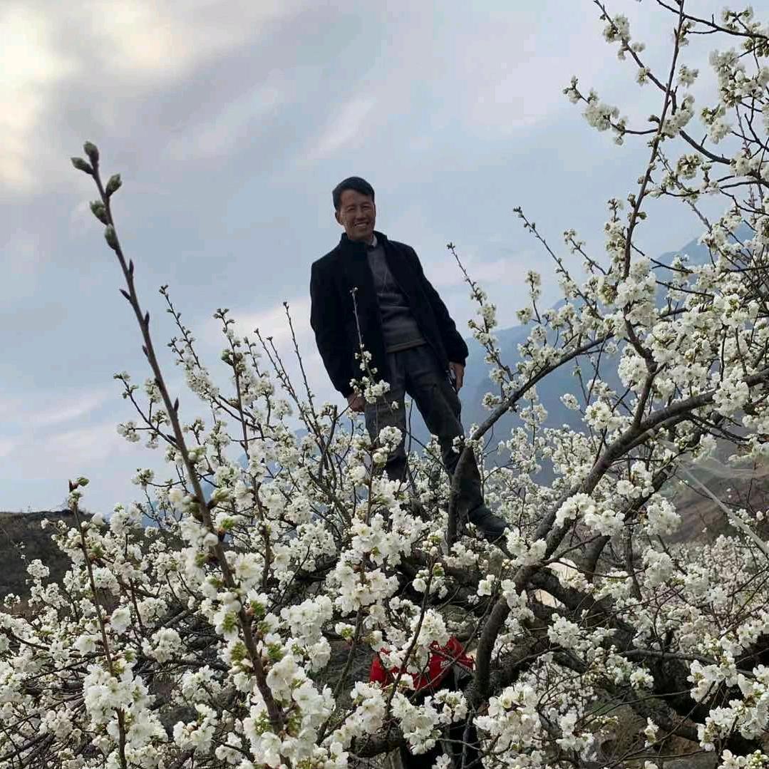 开心一辈子蔡忠华家婴桃枇杷果园村