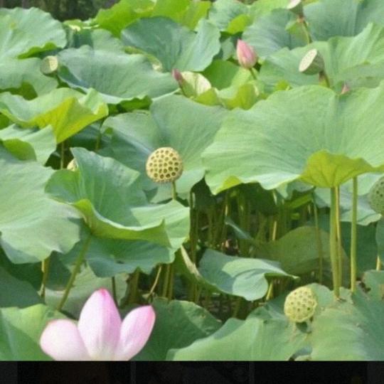 顺其自然