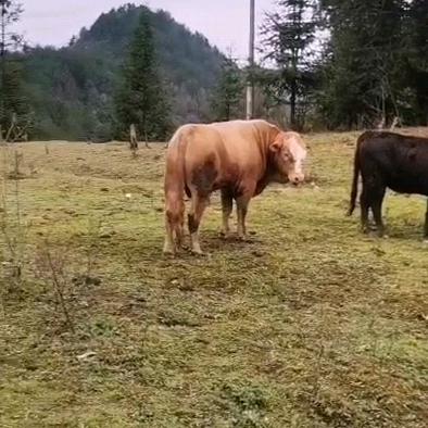 农村高山养牛人