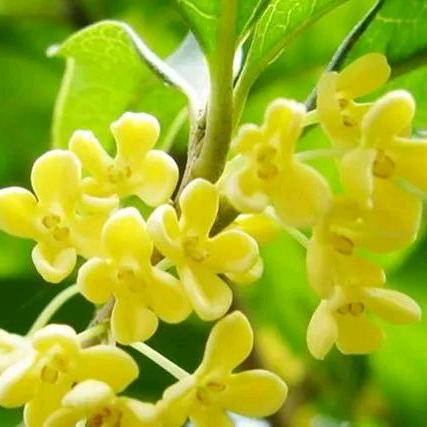 浅笑安然(ღ˘⌣˘ღ)