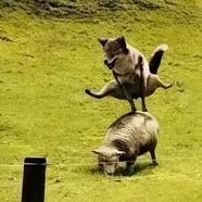 ﻌ꧁🍀༒࿈㤅儞-ZD࿈༒🍀?