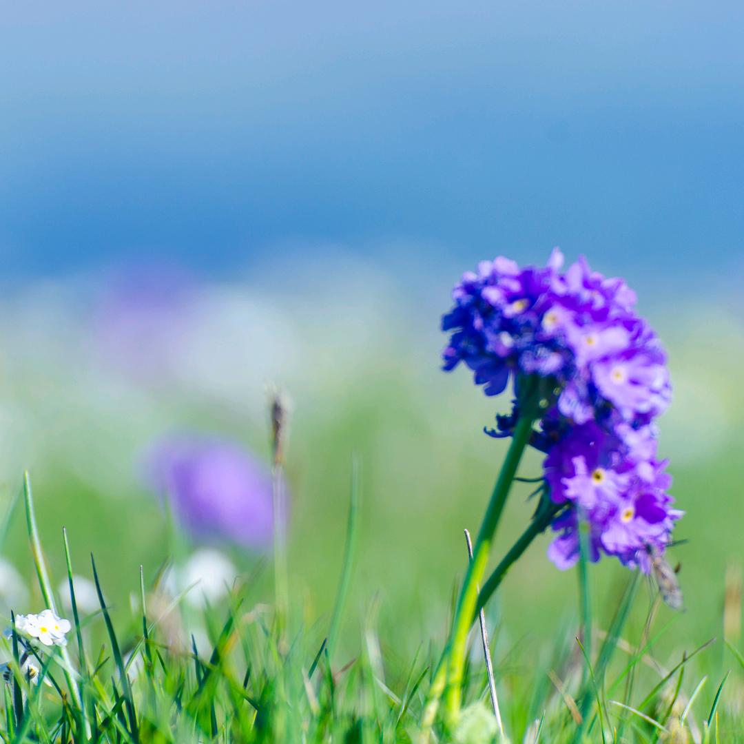 风哥（伊犁美）