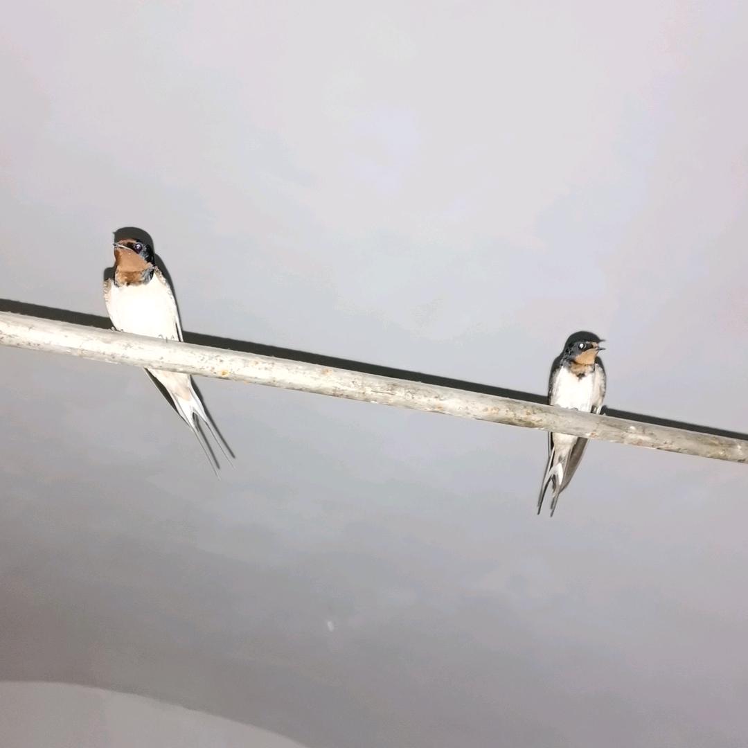 心跳
