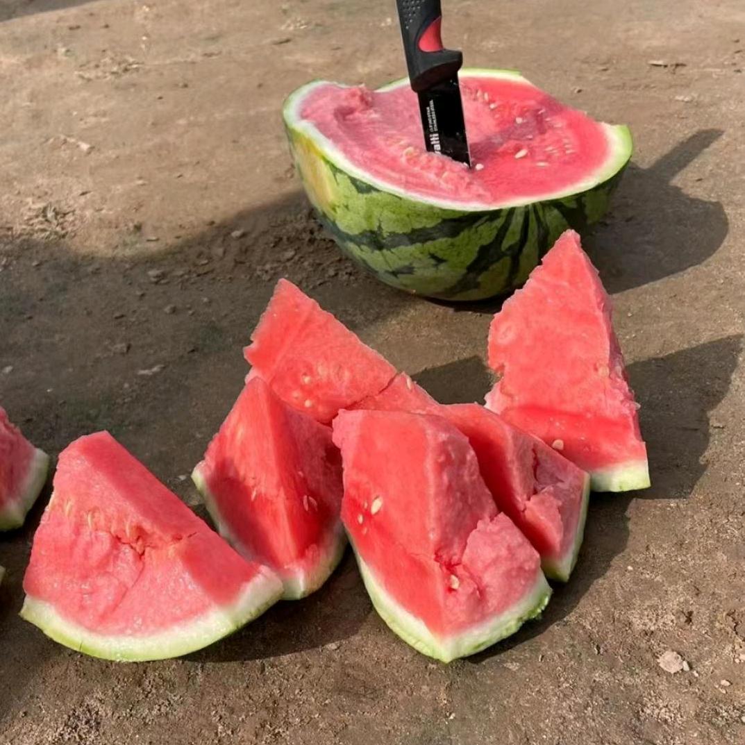 西瓜种子