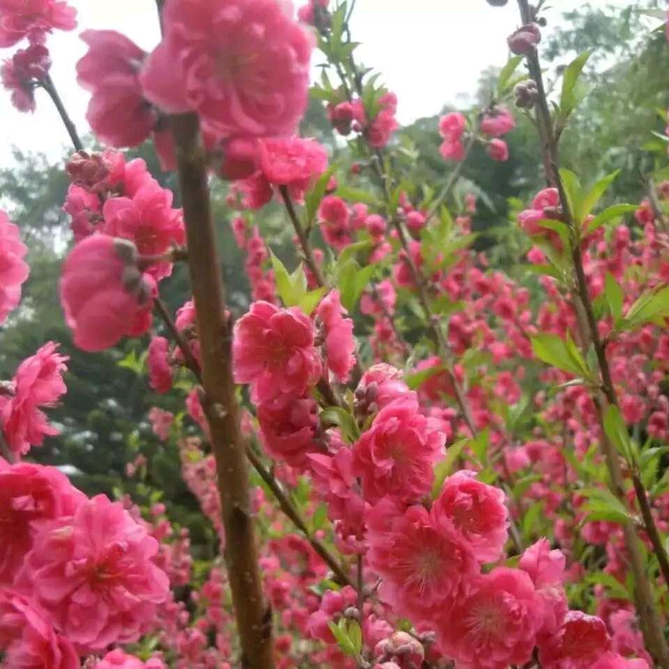 花🌸好月圆.