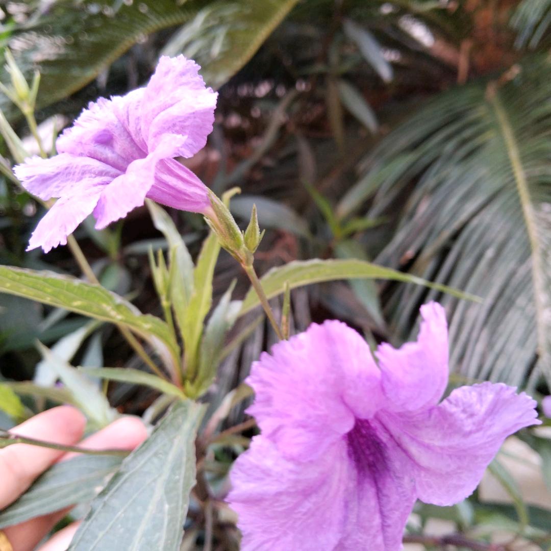 🌸幸福